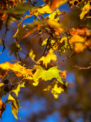 Colourful  autumn leafs on the tree