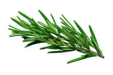 Fototapeta premium A vibrant green rosemary sprig against a solid black background