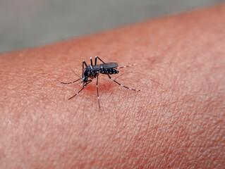 Aedes Mosquito Biting Human Skin Macro