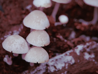 Tiny White Fungi on Dark Decomposing Wood