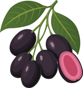 Jamun Java Plum Fruit with Leaves Healthy Food Illustration