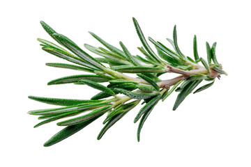 Fototapeta premium A sprig of fresh, green rosemary on a dark background