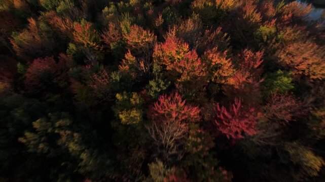 Dynamic FPV drone flight high and low above vibrant fall foliage in Sainte Julie, Qu&eacute;bec, Canada, rich colours, forest canopy, immersive motion.