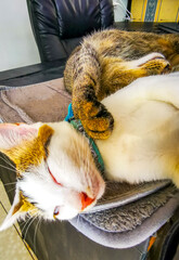 Obraz premium Two cats sleep happily and rest comfortably on the table.