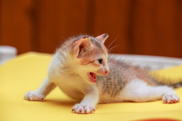 little kitten posing to camera