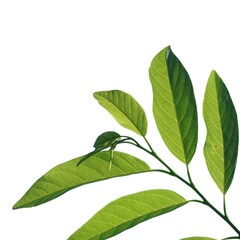 green leaf isolated on white background