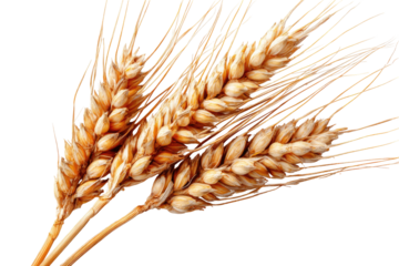Three mature golden wheat stalks with detailed kernels and awns