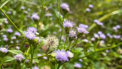Praxelis clematidea, also known as blue top, is a flowering herbaceous plant with delicate purple flowers, often found along roadsides and in meadows.