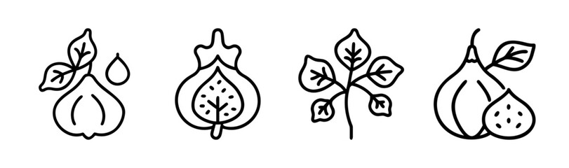 Hand drawn fig icons with leaves droplets and branch elements for organic design