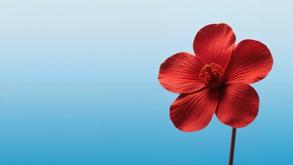 A single red flower with five petals against a gradient blue background