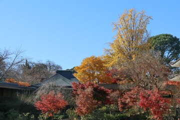 秋の本土寺（千葉県松戸市）。紅葉の境内。菖蒲田から妙朗堂の屋根を見る。