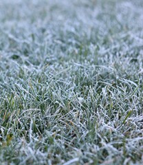 Wide-angle close-up of a lawn covered in a thick, white layer of hoarfrost, with green grass blades poking through, creating a textured winter or very cold morning ground pattern.