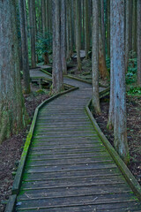 Obraz premium 森の中の遊歩道