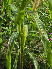 Fototapeta premium corn plant with green leaves