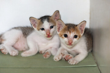 Two little kittens are posing to camera