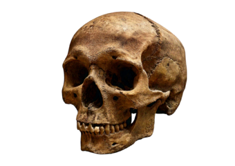 Ancient weathered human skull with eroded surface, hollow eye sockets, worn teeth, isolated on transparent or white background