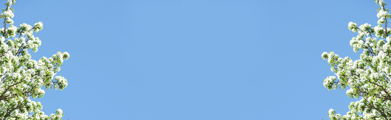Banner with fresh cherry blossoms, blue sky.  Spring sunny day. Springtime atmospheric mood. Copy space