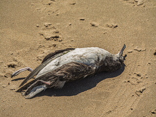 Dead Shearwater Or Mutton Bird On Beach