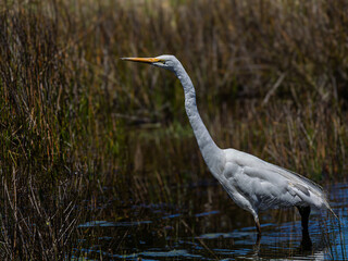 Great Egret Wading Head Up