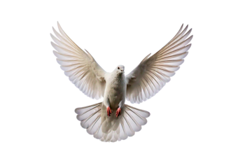 White dove in flight against a plain isolated on transparent or white background
