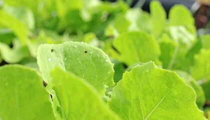 Close-up view of fresh, vibrant green lettuce leaves growing.