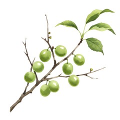 Green Fruit Branch with Leaves Illustration. Natural Botanical Art. Unripe Produce on White Background.