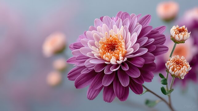 Vibrant Macro Close-Up Of A Magenta Flower Bloom With Dew Drops And Soft Bokeh Background