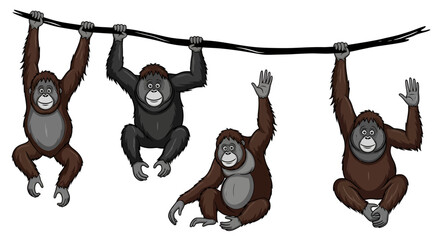 Four orangutans hanging and sitting on a branch © AHMAD