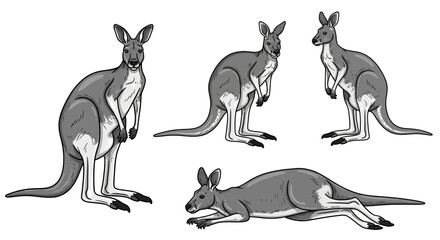 Kangaroos in various poses, wildlife animal study