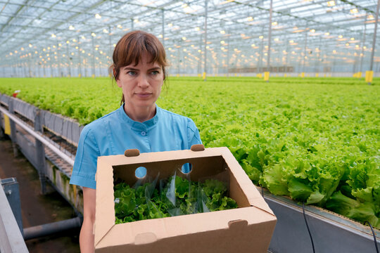 Female worker holds a cardboard box with harvested lettuce leaves in an industrial-scale greenhouse, the produce ready for transportation. - Powered by Adobe