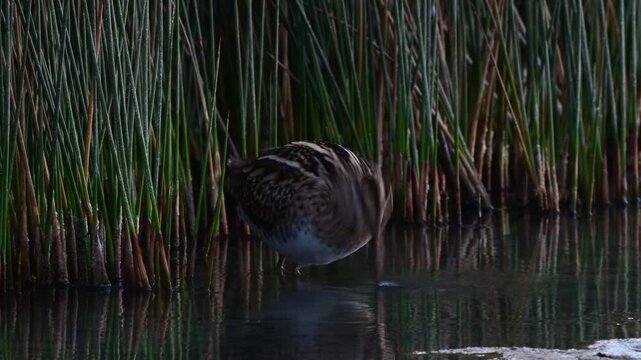 Common snipe // Bekassine (Gallinago gallinago)
