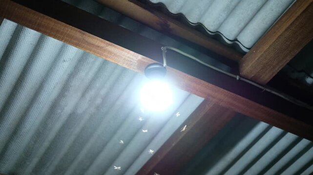  flying termite on lamp  location in Java, Indonesia, South East Asia