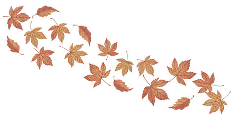 Autumn maple leaves swirling in a gentle breeze