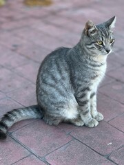 Naklejka premium cat on the floor