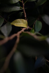 A single light green leaf is highlighted against dark, moody foliage. Selective focus creates an artistic, natural, and intimate atmosphere.