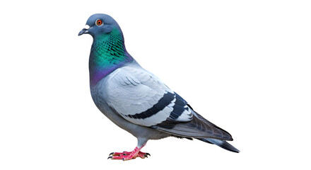 Pigeon standing isolated on white background a common city bird often associated with urban environments