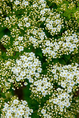 Branches of a green bush with small white flowers in bloom