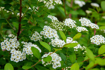 Branches of a green bush with small white flowers in bloom
