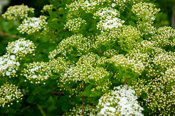 Branches of a green bush with small white flowers in bloom