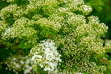 Branches of a green bush with small white flowers in bloom