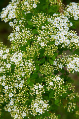Branches of a green bush with small white flowers in bloom