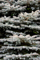 A close-up of a fragment of a coniferous tree and its branches