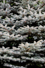 A close-up of a fragment of a coniferous tree and its branches