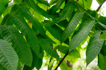 Close-up of green tree branches and leaves