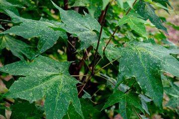Close-up of green tree branches and leaves