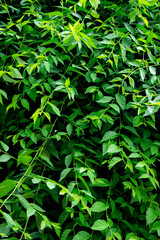Close-up of green tree branches and leaves