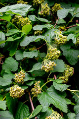 Close-up of green tree branches and leaves