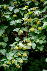 Close-up of green tree branches and leaves