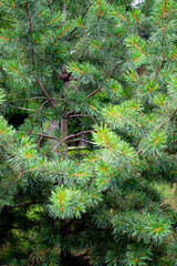 A close-up of a fragment of a coniferous tree and its branches