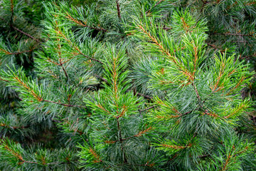 A close-up of a fragment of a coniferous tree and its branches